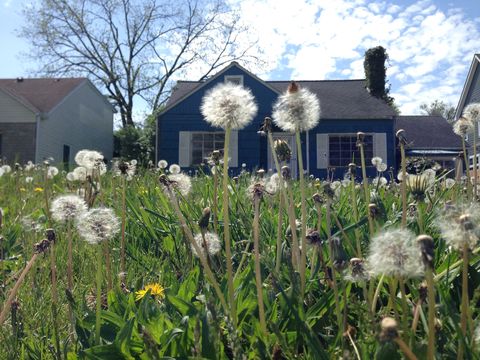 House, Grass, Dandelion, Flower, Plant, Grass family, Spring, Cottage, Botany, Garden, 