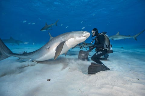 In de Bahamas neemt een tijgerhaai een duiker de maat Tijgerhaaien zijn vaak afgeschilderd als hersenloze en gevaarlijke monsters maar de wetenschap heeft onthuld dat de soort veel complexer is en een hoger evolutionair stadium heeft bereikt