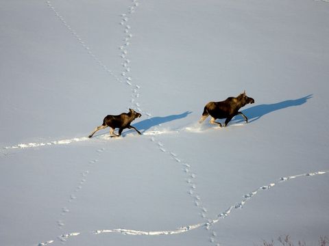 Een eland en haar kalf zorgen voor kruisende sporen in de ongerepte sneeuw ten zuiden van Invuik