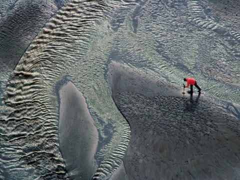 Een schelpenzoeker is in de Cook Inlet op zoek naar een maaltje