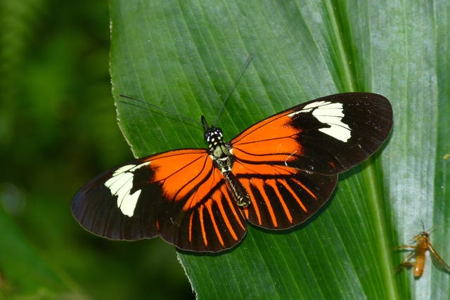 een vlinder op een blad