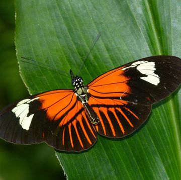 een vlinder op een blad