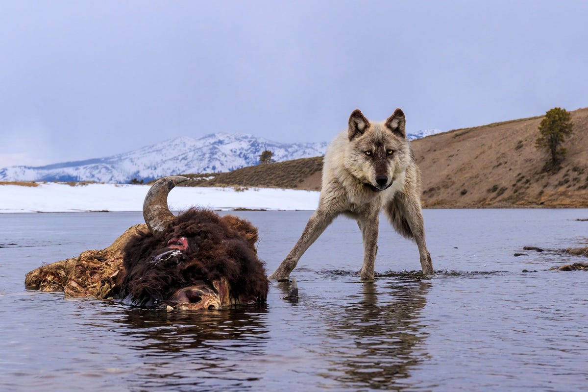Mister Blue heeft het grootste deel van zijn leven binnen de grenzen van het Yellowstone National Park gewoond Een van de meest opmerkelijke aspecten van zijn karakter is zijn gave om zich goed met wolvenroedels te verstaan
