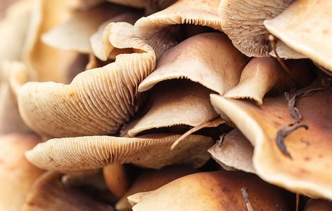 Magic Mushrooms depression treatment