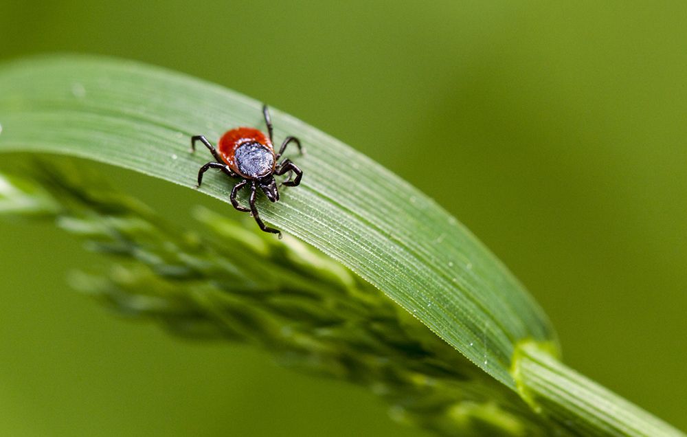 lyme disease
