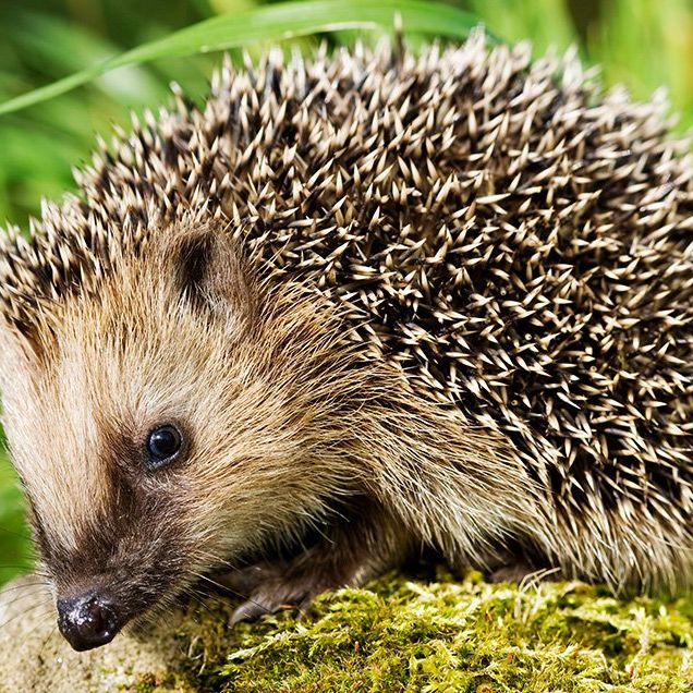 hedgehogs want you take prediabetes test