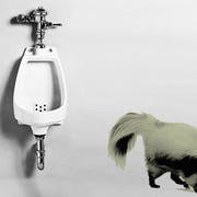 why pee stinks why pee stinks