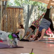 Yoga with a pig and margaritas