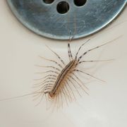 house centiped near a shower drain