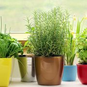 variety of indoor herbs