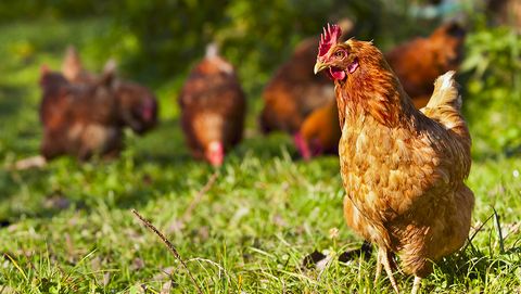 avian flu human case, chicken