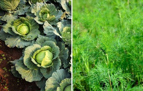 cabbage and dill