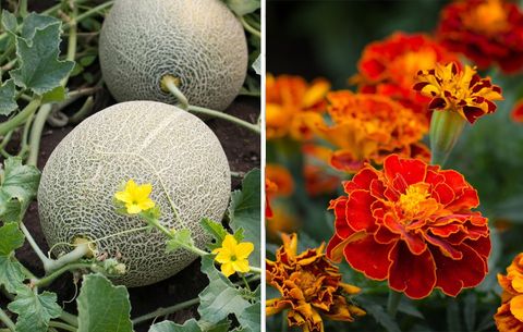 marigolds and melons