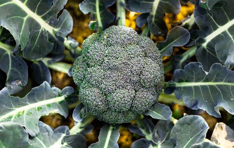 broccoli in high protein garden