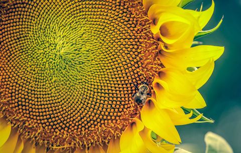sunflower in high protein garden