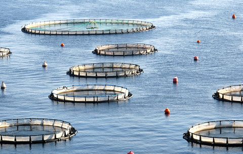 Farmed salmon takes a toll on the environment, so seek out certified sustainable farmed salmon