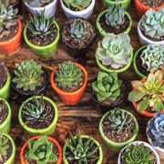 easiest and hardest succulents to grow
