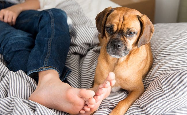 how do i get rid of my dogs stinky feet