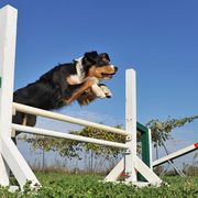 dog agility tricks