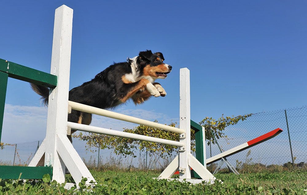 how high will my dog have to jump in agility