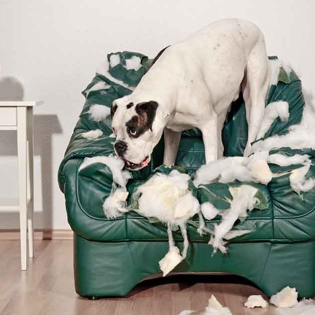 dog destroying furniture