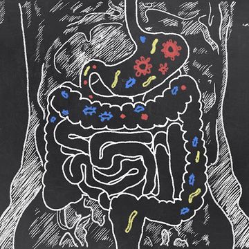 Faster Metabolism Makeover: Nurturing Your Gut Bacteria