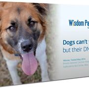 Dog DNA test on sale on amazon