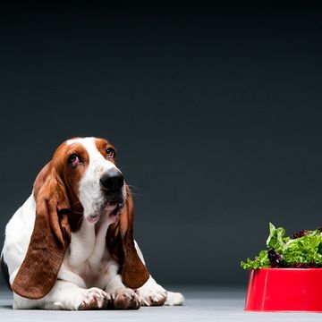 dog with bowl of lettuc