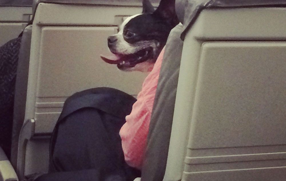 Boston terrier emotional support 2024 dog