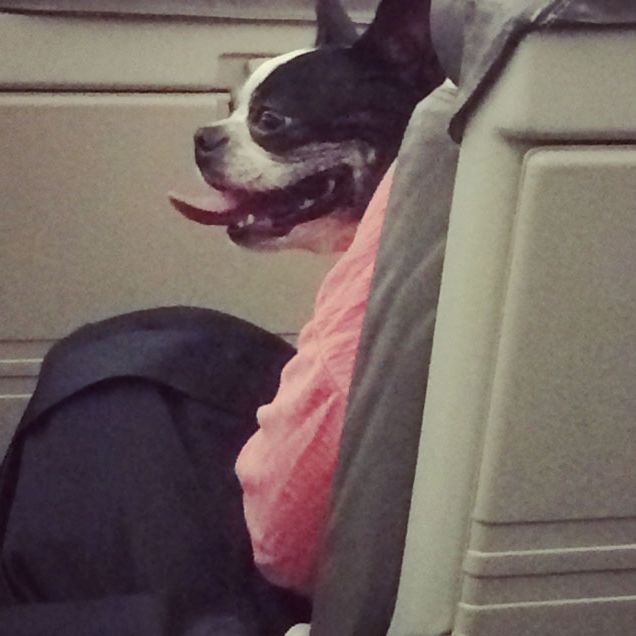 emotional support dog plane