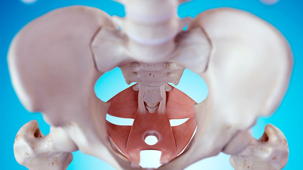 Female Hip Bones by Sebastian Kaulitzki/science Photo Library