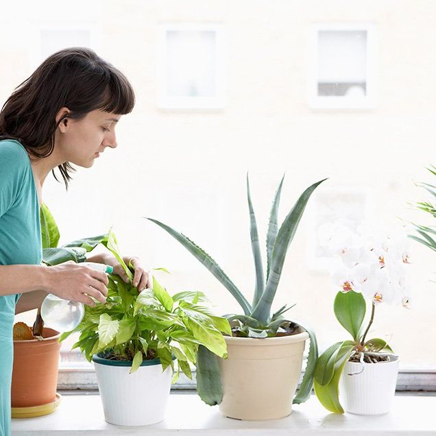 Houseplant, Flowerpot, Plant, Flower, Botany, Grass family, Grass, Room, Interior design, Moth Orchid, 