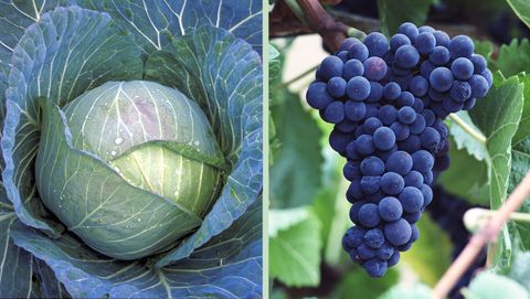 cabbage and grapes