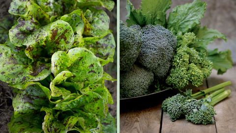 lettuce and broccoli