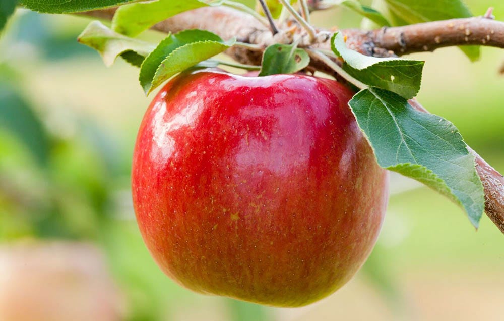 Rave Apples  New Apple Variety from Stemilt Growers