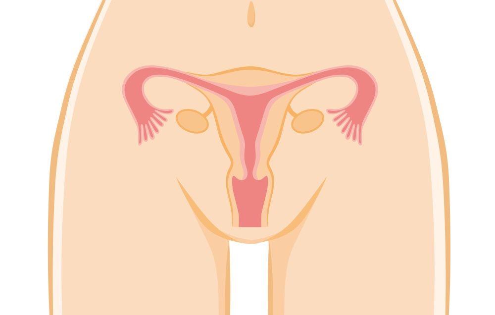 Uterus