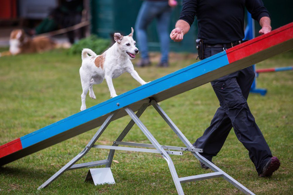 Best shoes for dog 2024 agility