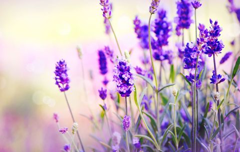 lavender in field
