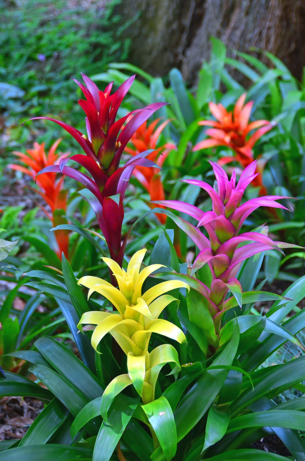 Bromeliad Patch Bromeliad Patch