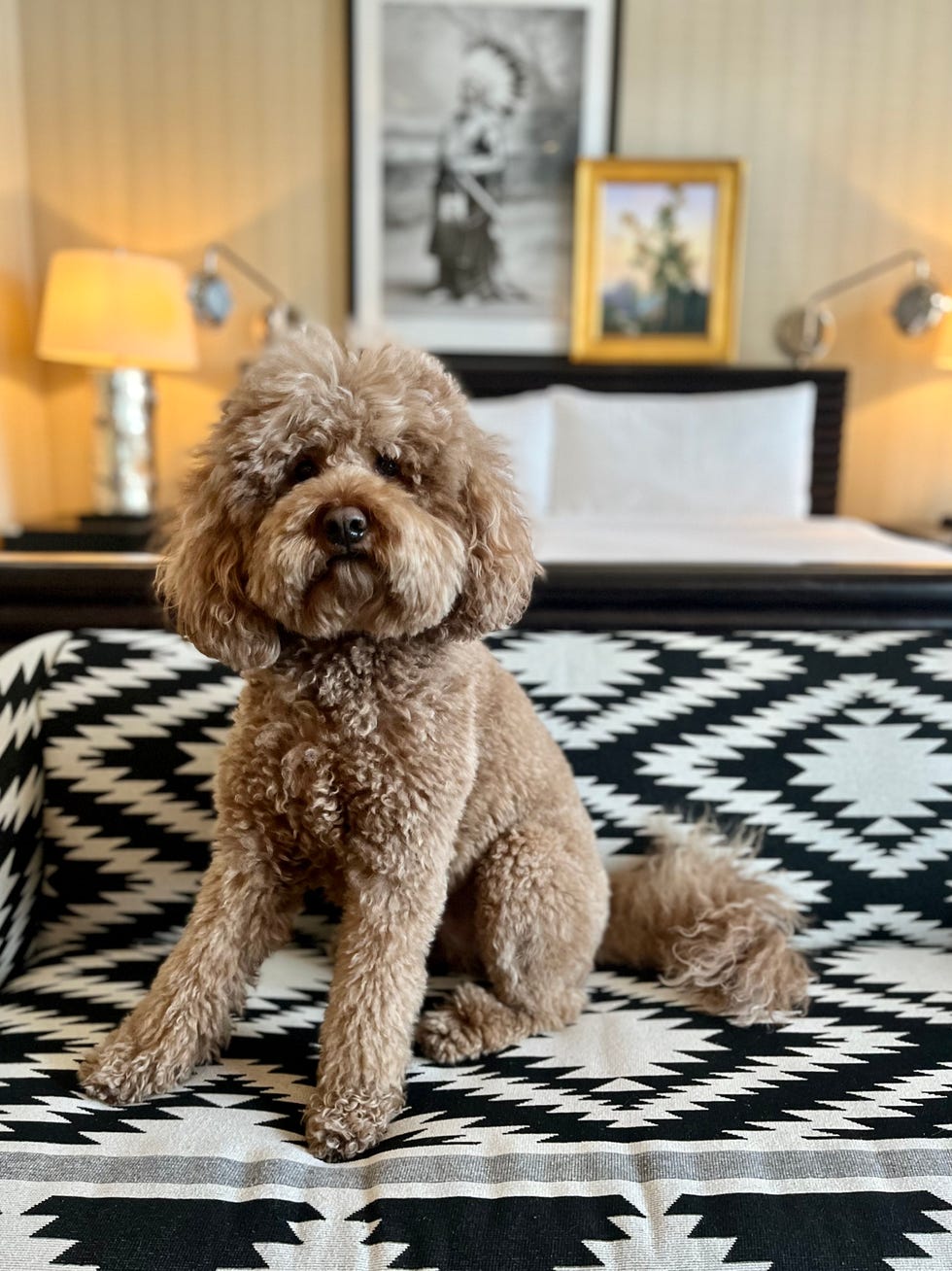 Dash the dog sitting on a patterned blanket at the Hotel Jerome, Aspen, Colorado Dash the dog sitting on a patterned blanket at the Hotel Jerome, Aspen, Colorado