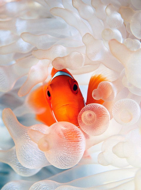 Vanuit de tentakels van zijn anemoonhuis in de Kimbebaai in PapoeaNieuwGuinea tuurt een anemoonvisje de wereld in De riffen van de Kimbebaai vormen een belangrijk onderdeel van de Koraaldriehoek een regio in de Stille Oceaan die bekendstaat om zijn extreem hoge biodiversiteit