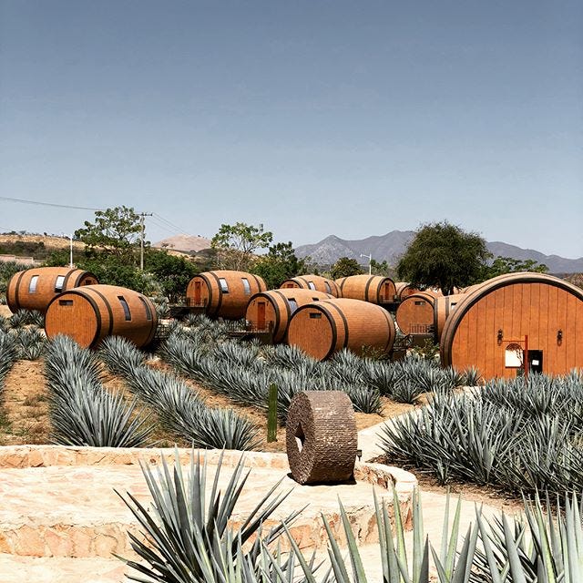 Pumpkin, Plant, Tree, Grass family, Landscape, Sky, Hay, Grass, Agave, Calabaza, 