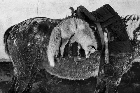 Veel herders jagen ook op kleiner wild zoals konijnen patrijzen  of deze vos
