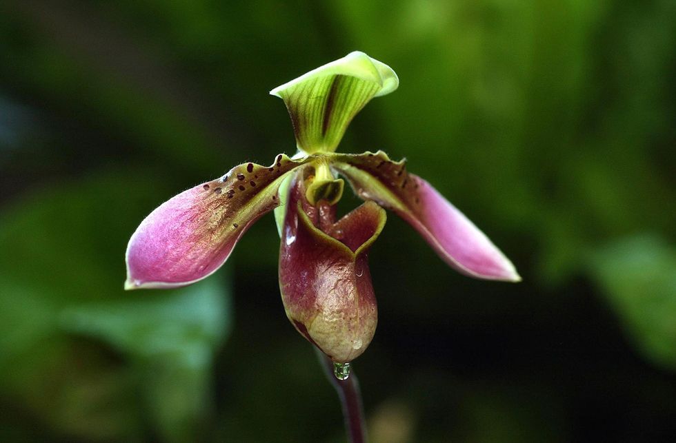 99 procent van de Aziatische slipperorchideen zoals de hierboven afgebeelde Paphiopedilum appletonianum worden met uitsterven bedreigd door intensief verzamelen voor de tuinbouw en door het verlies van leefgebieden