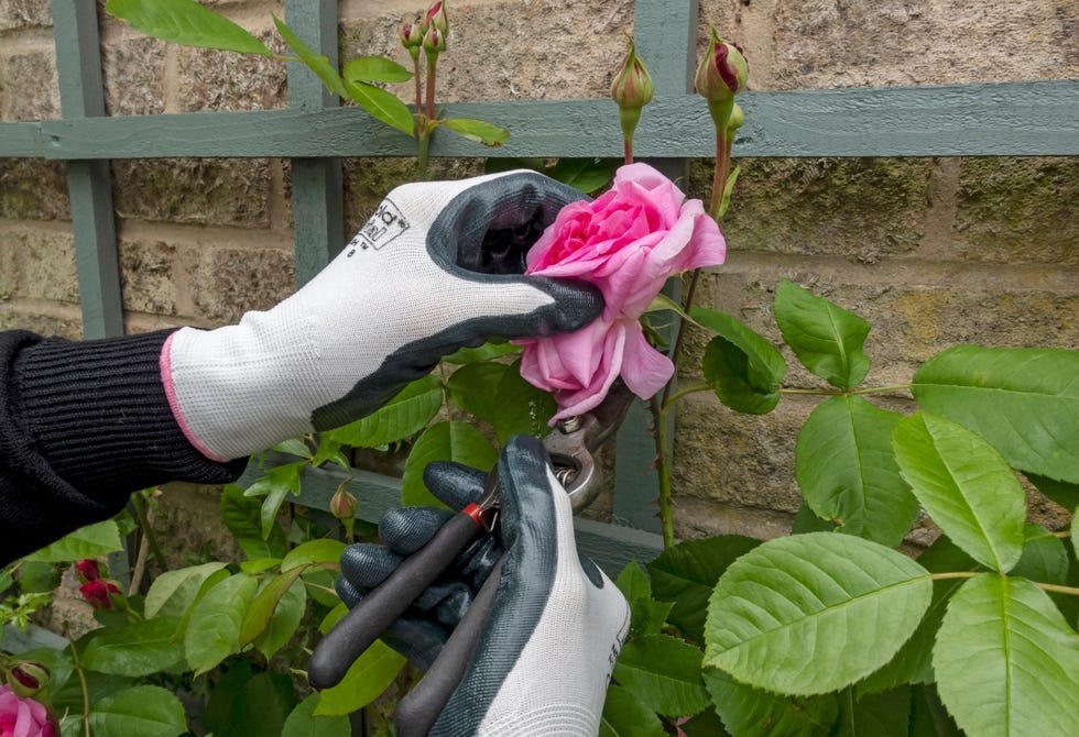 Close up of gardener deadheading a pink rose ‘Gertrude Jekyll’ with secateurs in summer