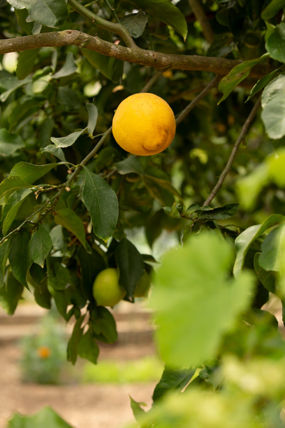 Lemons in Portugal