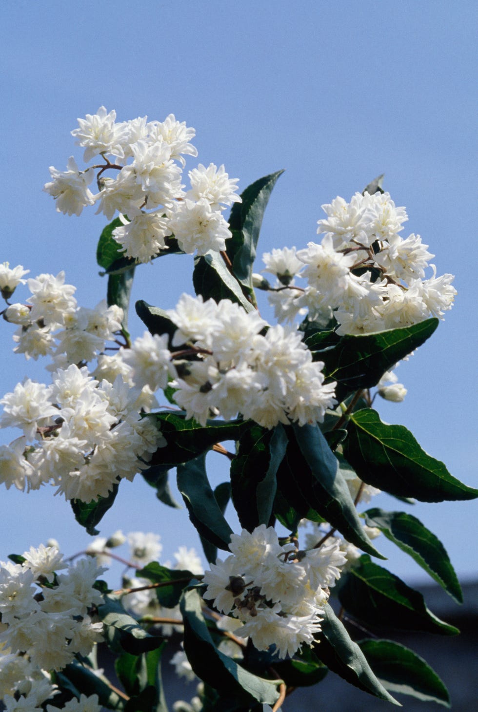 Slender pride of Rochester or Slender deutzia...