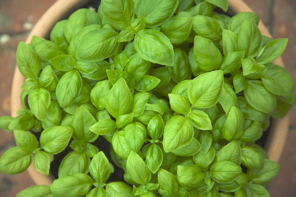 Basil.