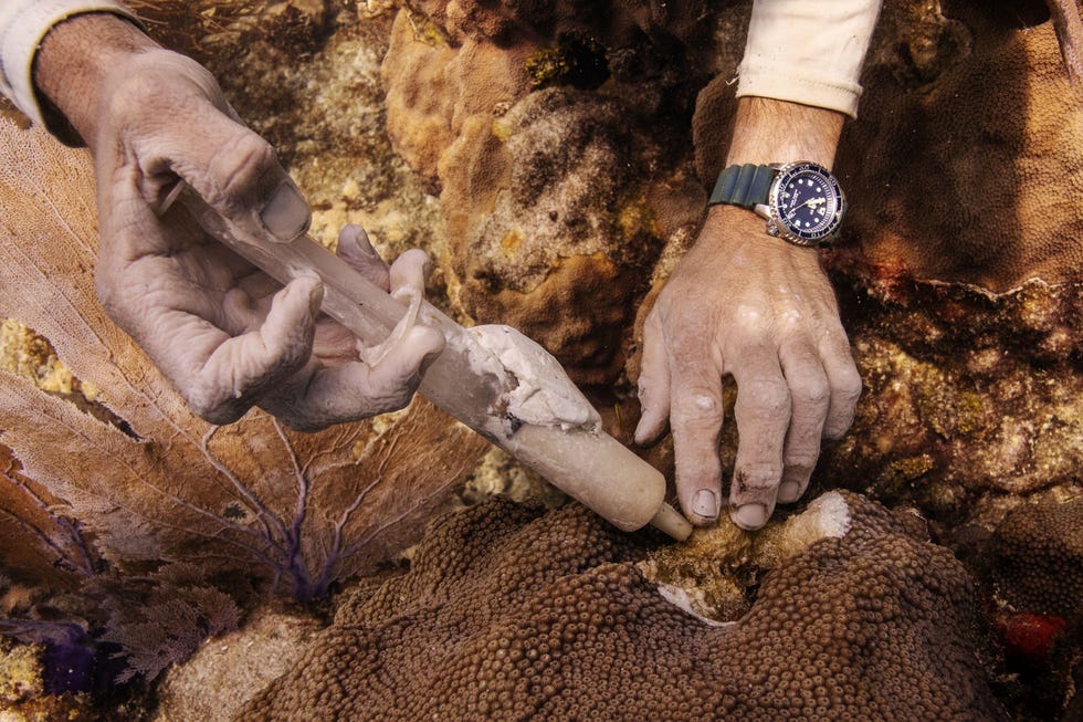 Tijdens een duik in september 2019 voor de kust van Key West dient onderzoeker Kevin Macaulay antibioticazalf toe aan een besmette koraalkolonie In sommige gevallen kunnen antibiotica de voortgang van de ziekte afremmen