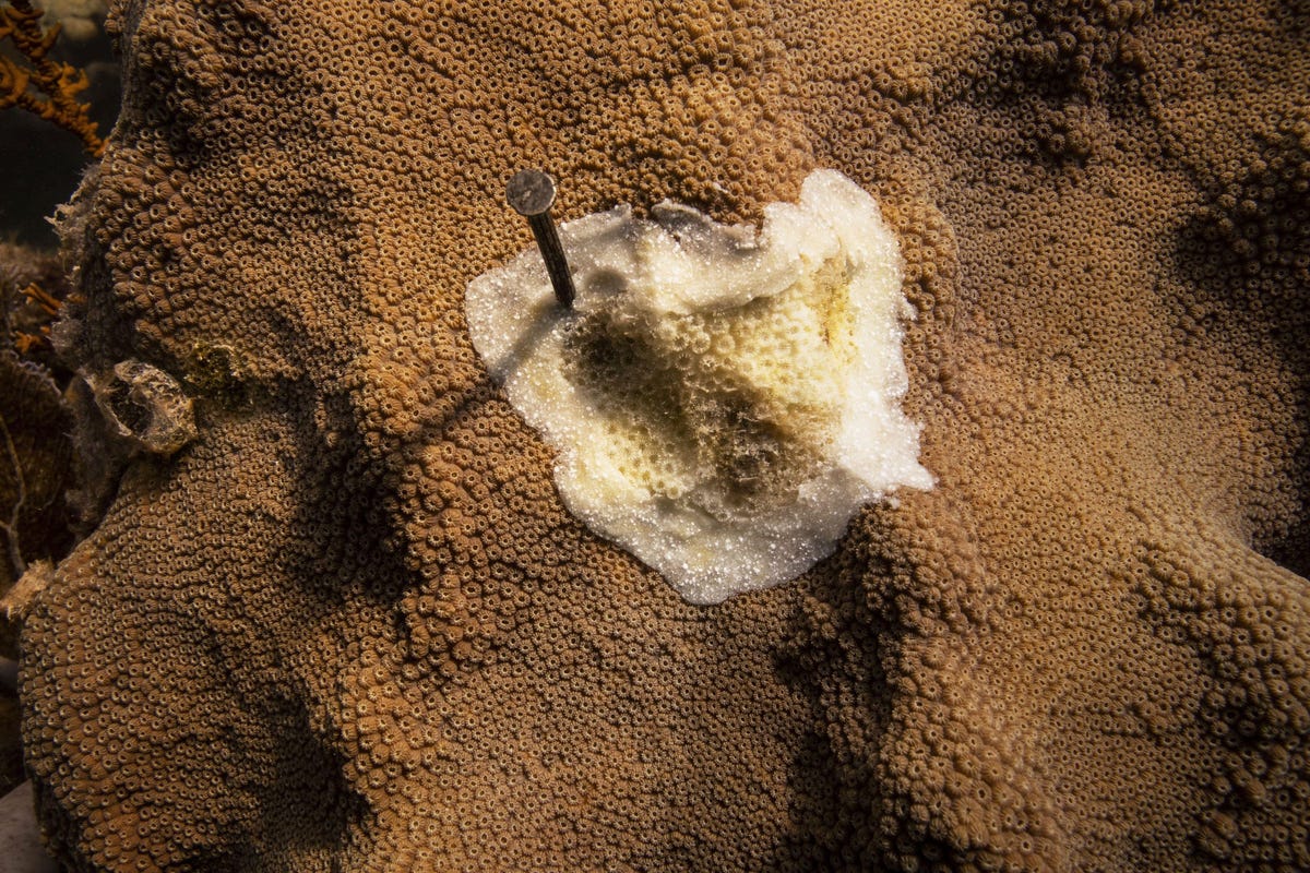 Onderzoekers hebben een spijker in deze berg van sterkoralen voor de kust van Key West in Florida gestoken om de snelle verspreiding van de stony coral tissue loss disease SCTLD ziekte van weefselverlies bij steenkoralen te markeren september 2019
